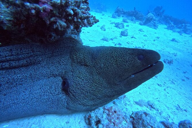 Intro Diving Beginner and Discover Red Sea Underwater - Where the Sites Fit: Abu Ramada, Giftun, Carless Reef, Fanadir