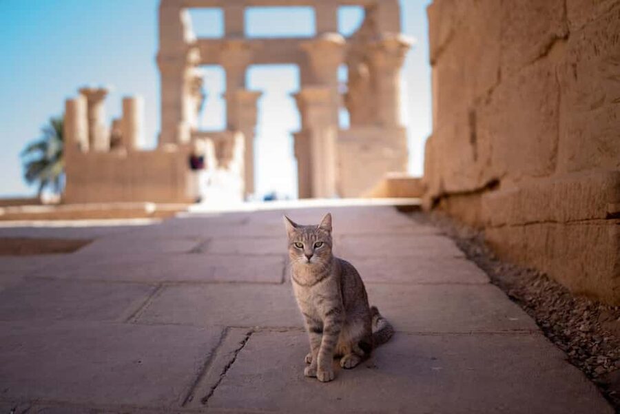 Luxor: Private Full-Day Customized Tour With Carriage Ride - Luxor Temple: A Softer, City-Side Finale