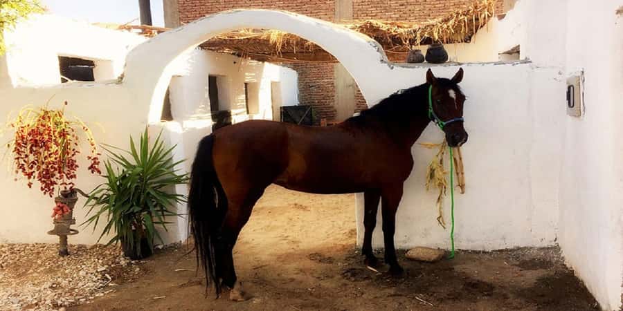 Luxor: Scenic Camel or Horse Ride - Quick practical tips so the ride feels better