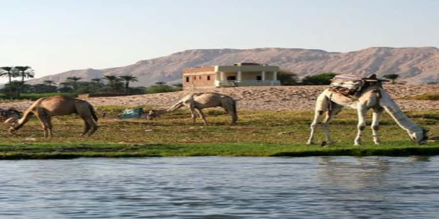 Luxor: Scenic Camel or Horse Ride - Choosing camel versus horse, and what changes in your comfort