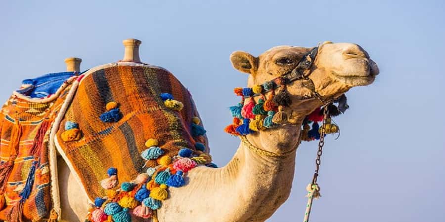 Luxor: Scenic Camel or Horse Ride - How the 90 minutes usually play out, from pickup to ride and back