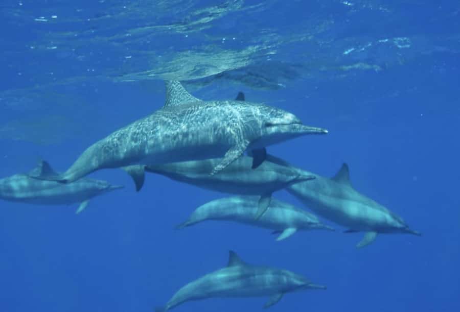 Makadi Bay: Royal Seascope Submarine Cruise & Snorkel stop - Small rules and practical tips you should follow