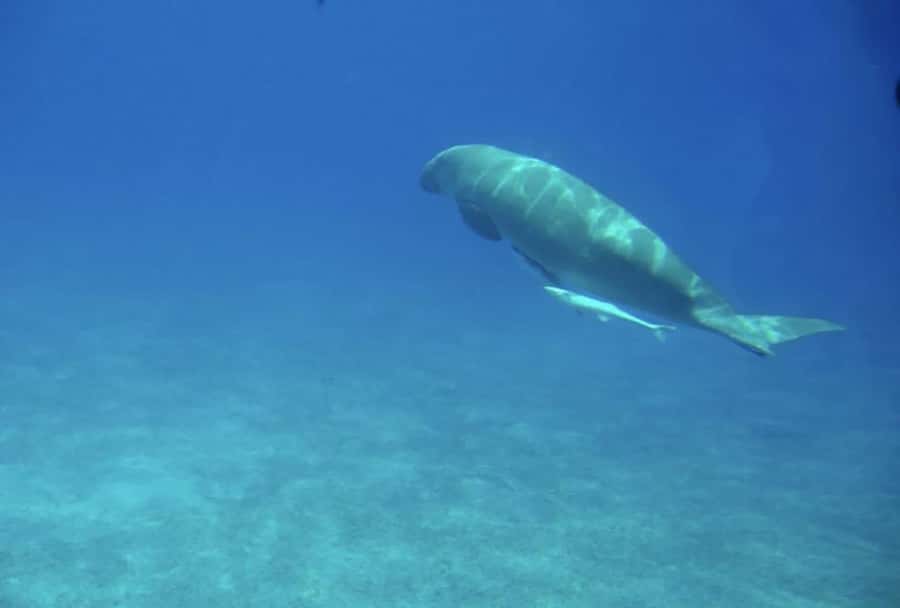 Makadi Bay: Royal Seascope Submarine Cruise & Snorkel stop - Finding the Xanadu Hotel Marina from Makadi Bay