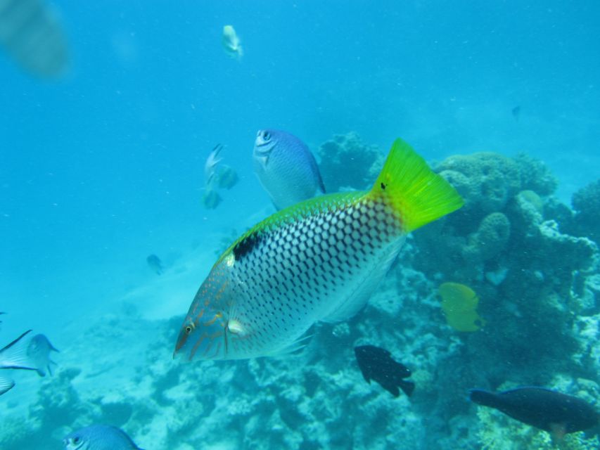 Makadi Bay: Snorkelling and Diving Island Trip - From Makadi Bay to a private lagoon: how the day actually flows