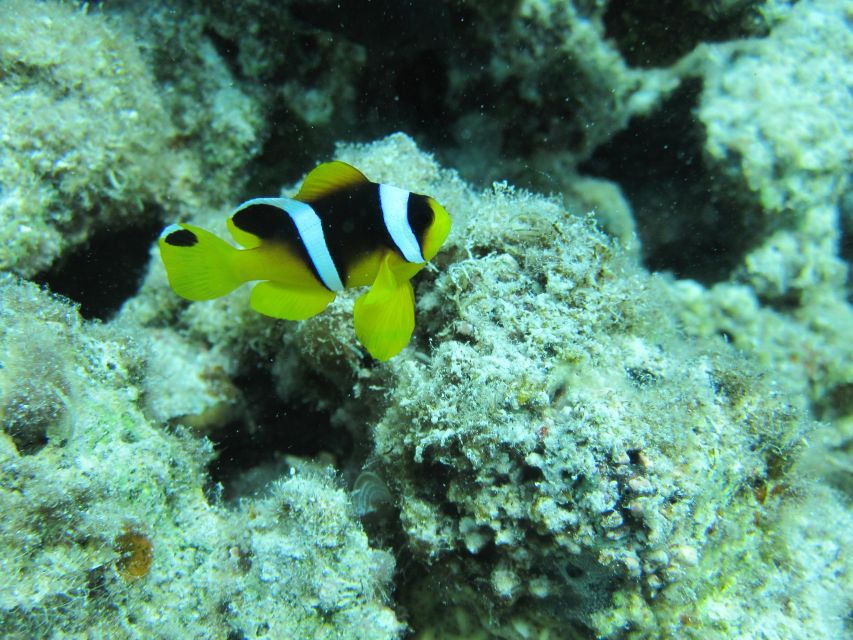 Makadi Bay: Snorkelling and Diving Island Trip - Lunch on board: the underrated reason this tour feels good