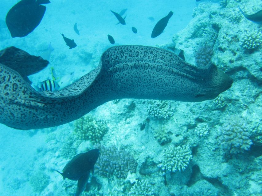 Makadi Bay: Snorkelling and Diving Island Trip - What to bring: a short list that prevents a soggy, sunburned day