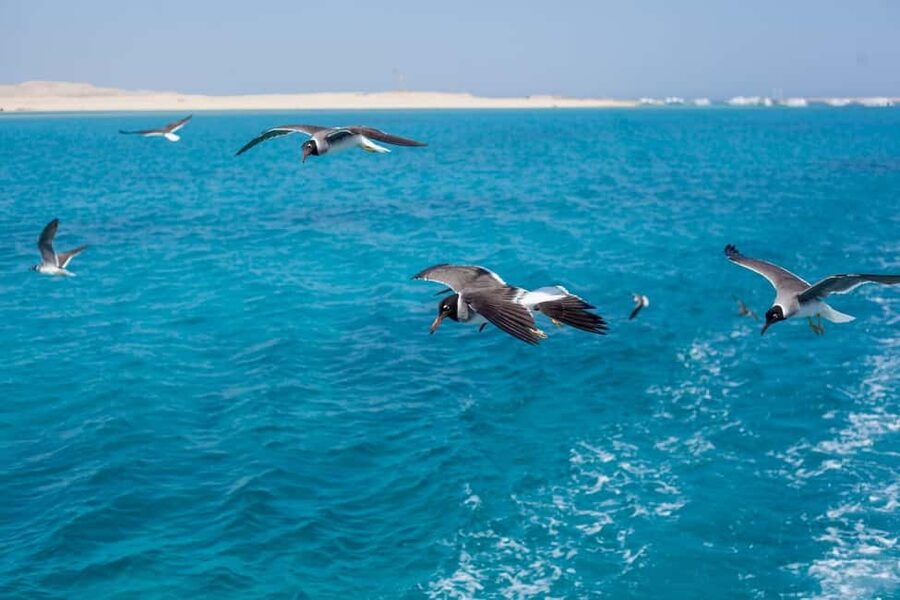Marsa Alam: Dolphin House Adventure at Shaab Samadai Reef - Snorkeling Like a Pro: What “Two Guided Sessions” Actually Gives You
