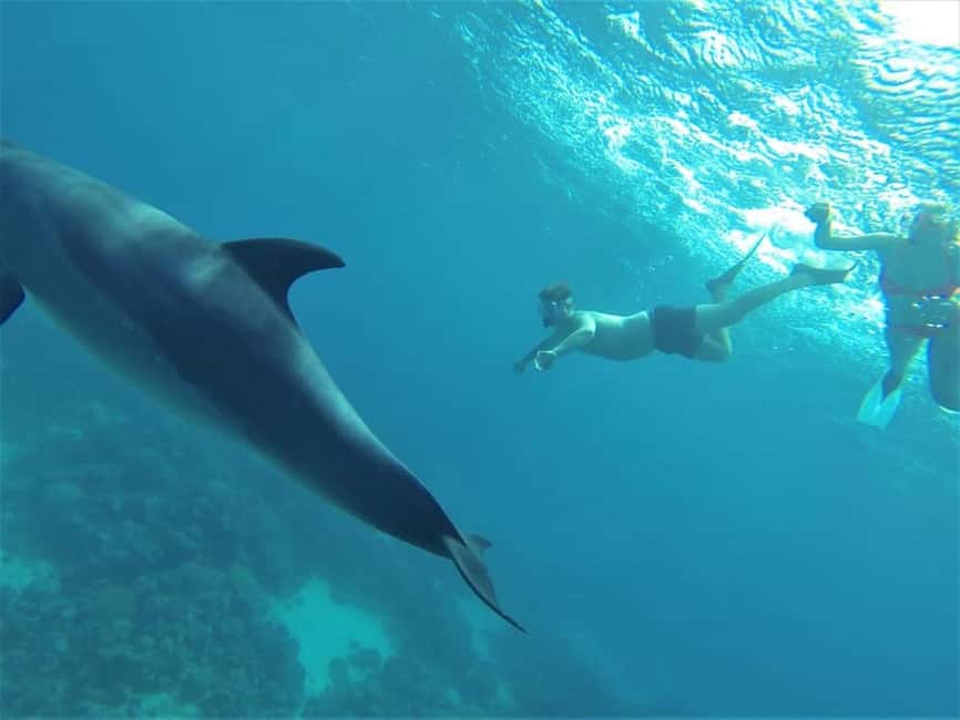 Marsa Alam: Dolphin House Adventure at Shaab Samadai Reef - Safety and Guide Style: Keeping the Day Comfortable in Open Water