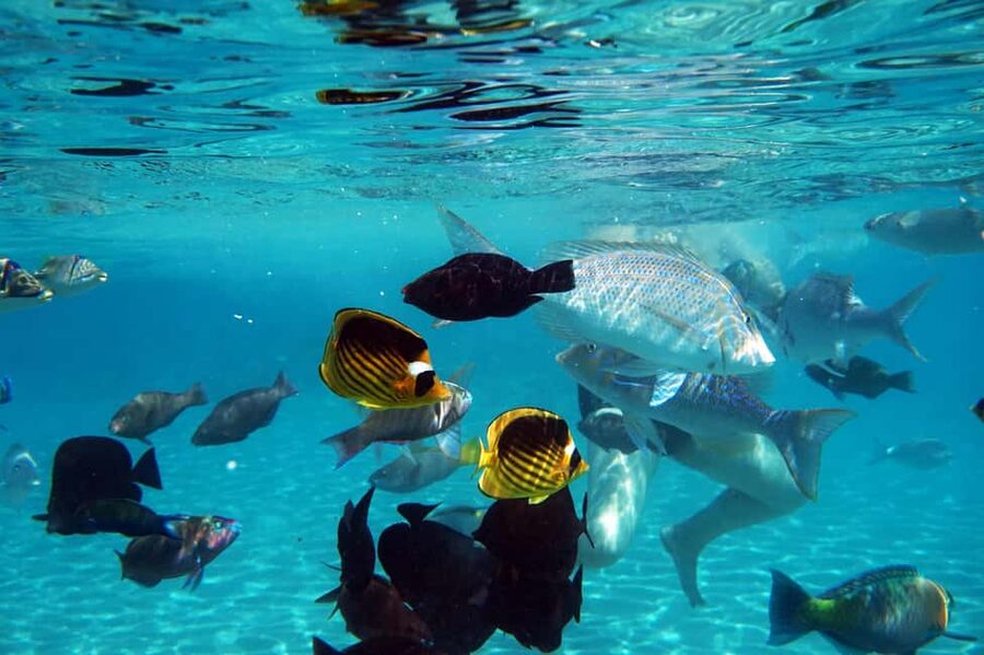 Marsa Alam: Dolphin House Adventure at Shaab Samadai Reef - What to Pack and How to Prepare for a Smooth Reef Swim