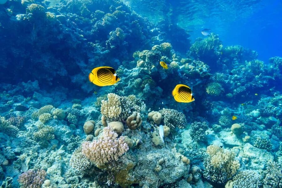 Marsa Alam: Dolphin House Adventure at Shaab Samadai Reef - My Booking Verdict: Who Should Say Yes (and Who Should Choose Another Day)