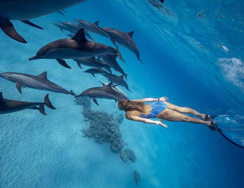 Marsa Alam: Dolphin House Adventure at Shaab Samadai Reef - The Full-Day Rhythm: Pickup, Boat Time, Lunch, and Two Water Chances