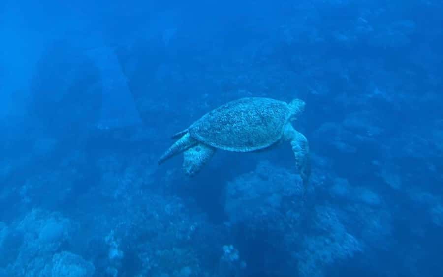 Marsa Alam: Elite vip Turtle bay snorkeling with BBQ Lunch - Dolphins, turtles, and the surprise chance for dugong