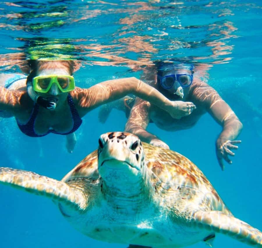 Marsa Alam: Pirates Premium Boat to turtle bay with lunch - Marsa Mubarak snorkeling: turtles, rays, and coral you can spot