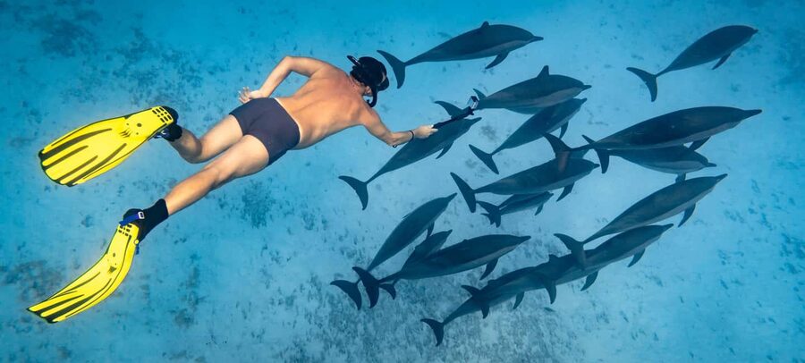 Marsa Alam:Sataya Reefs Dolphin Snorkeling Cruise with Lunch - Key things that make this cruise worth your attention