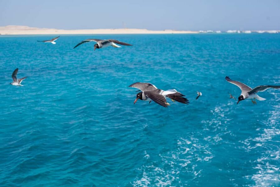 Marsa Alam:Sataya Reefs Dolphin Snorkeling Cruise with Lunch - Should you book the Marsa Alam to Sataya Reef dolphin snorkeling cruise?