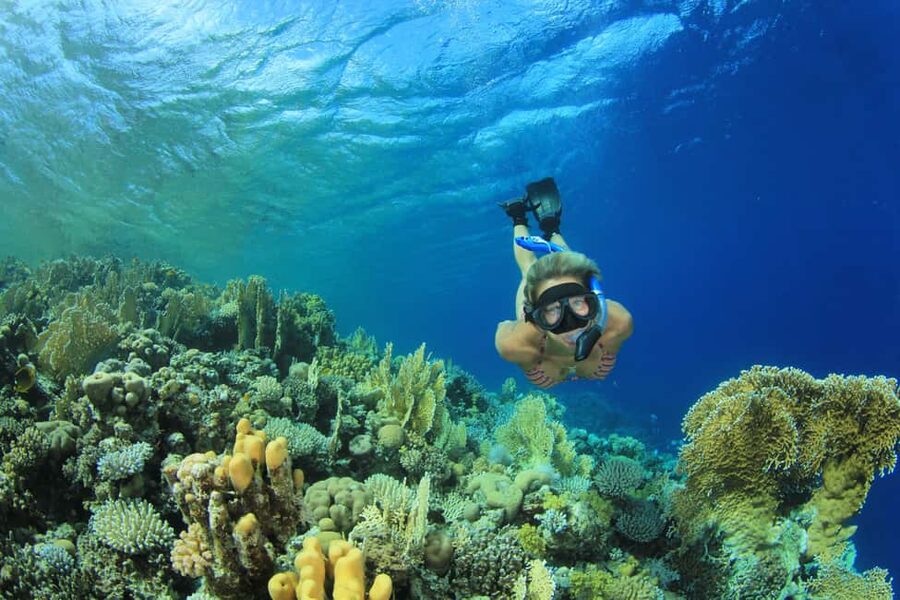 Marsa Alam:Sataya Reefs Dolphin Snorkeling Cruise with Lunch - Two guided snorkeling sessions: how the day plays in the water