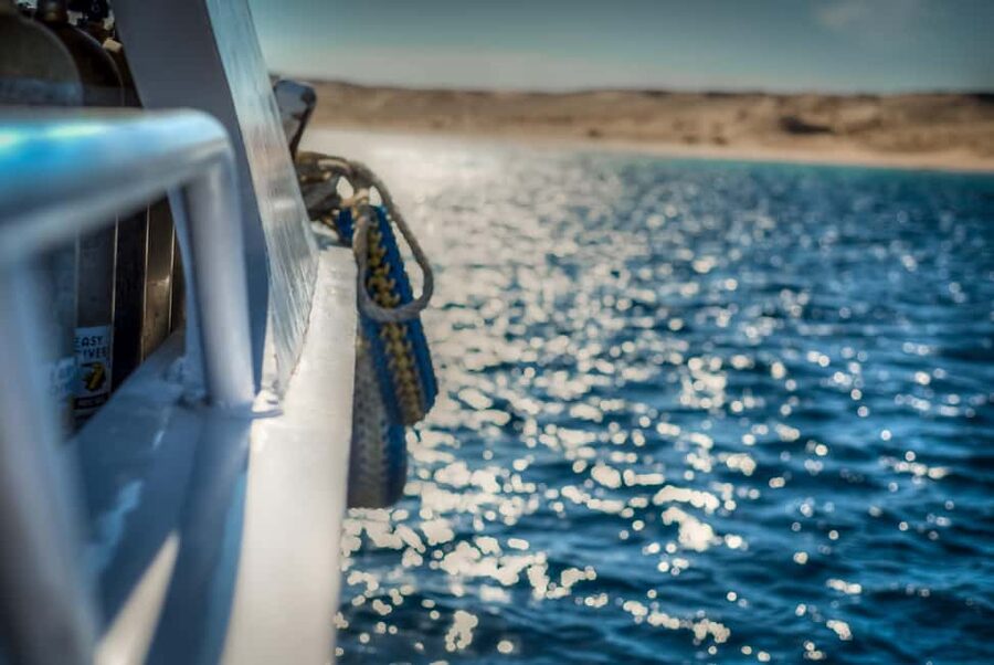 Marsa Alam:Sataya Reefs Dolphin Snorkeling Cruise with Lunch - Dolphins in the wild: what you can and cannot control