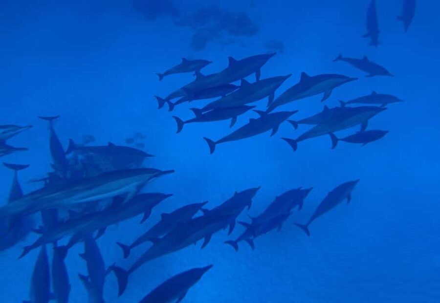 Marsa Alam:Sataya Reefs Dolphin Snorkeling Cruise with Lunch - Boat comfort, lunch, and what makes the long day bearable