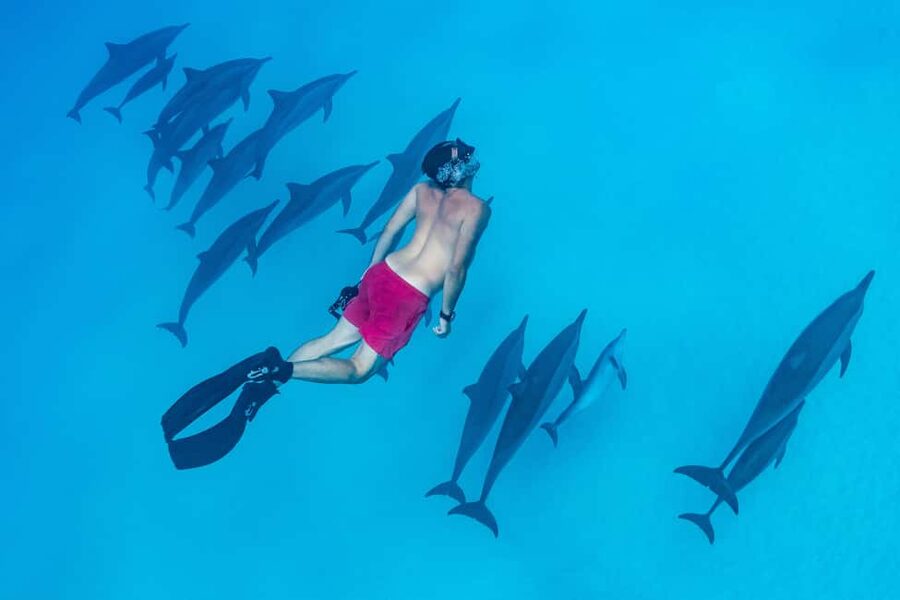 Marsa Alam:Sataya Reefs Dolphin Snorkeling Cruise with Lunch - Who should book this cruise, and who should skip it