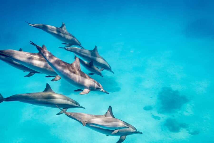 Marsa Alam:Sataya Reefs Dolphin Snorkeling Cruise with Lunch - Packing tips and snorkel basics that prevent stress
