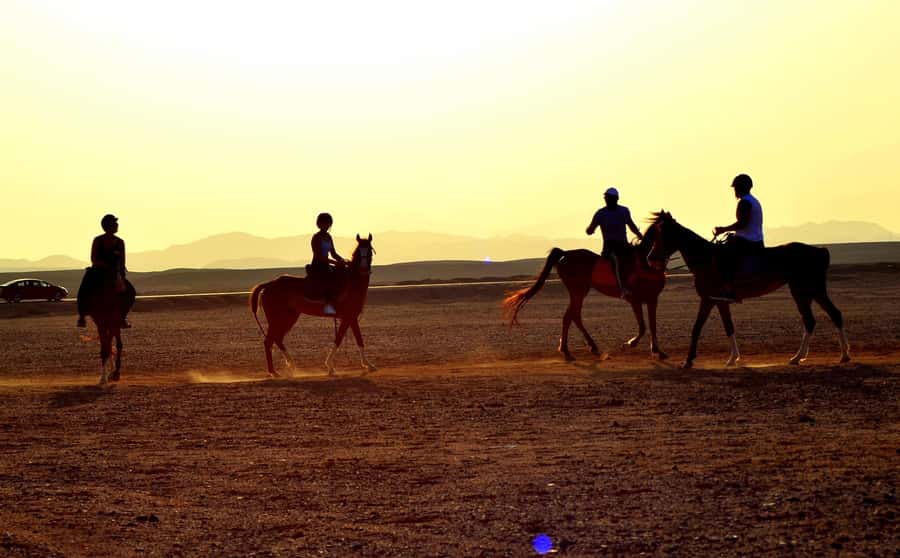 Marsa Alam: Sea and Desert Horse Riding Tour - Guides, Horses, and Safety: What to Count On