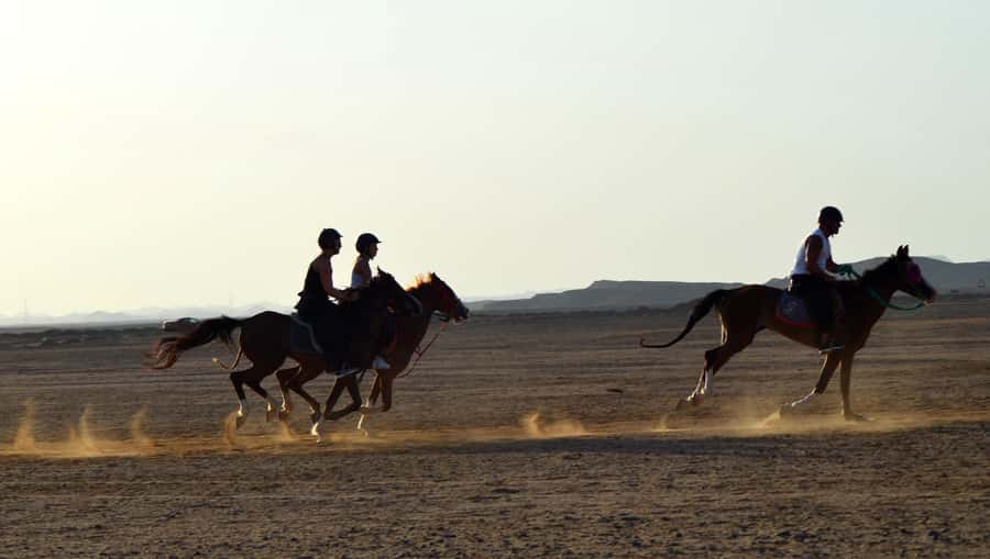 Marsa Alam: Sea and Desert Horse Riding Tour - Who This Ride Fits Best (And Who Should Skip It)