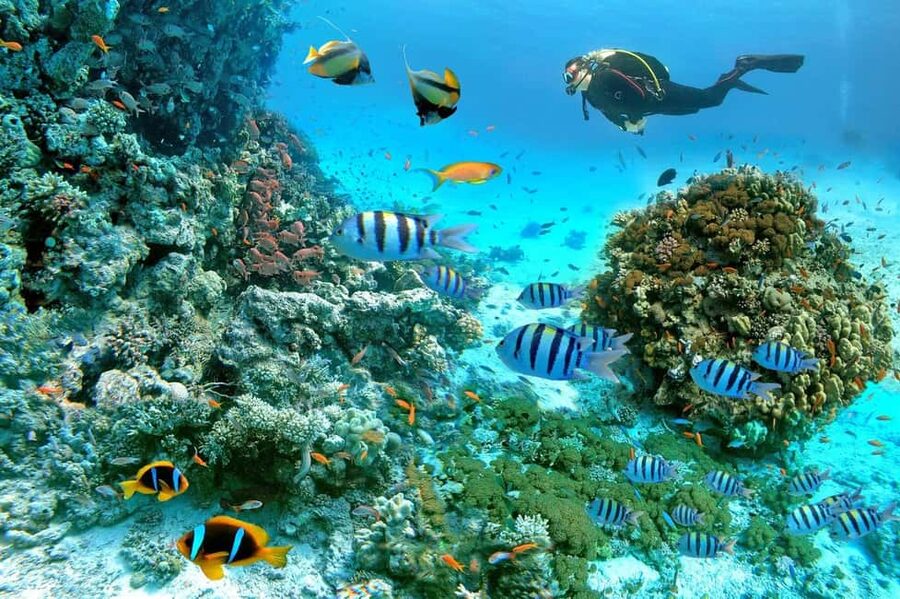 Marsa Alam: Snorkeling with Sea Turtles Marsa Mubarak - Marsa Mubarak Sea Turtles: The Reef-First Reason to Go