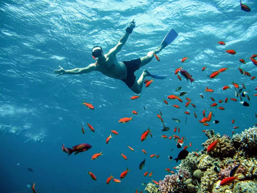 Marsa Alam: Snorkeling with Sea Turtles Marsa Mubarak - What It Feels Like Underwater: Coral, Fish, and Turtle Spotting