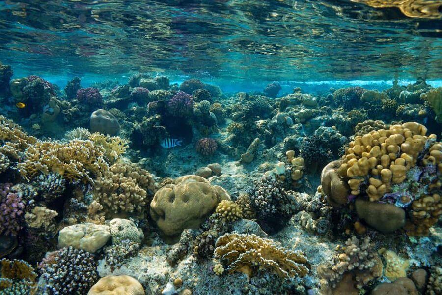 Marsa Alam: Snorkeling with Sea Turtles Marsa Mubarak - Price and Value at About $68 Per Person