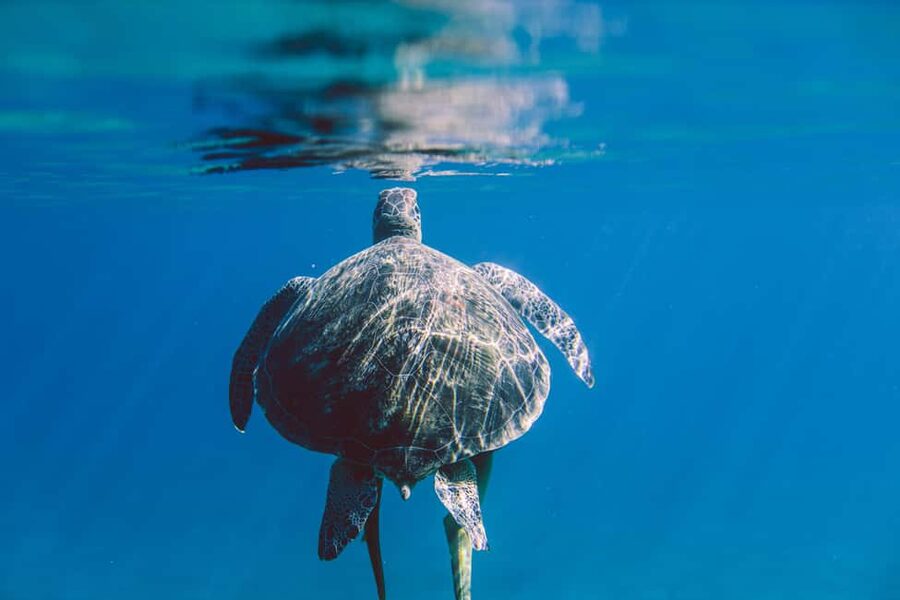 Marsa Alam: Snorkeling with Sea Turtles Marsa Mubarak - What to Bring (So You Don’t Regret It Mid-Day)