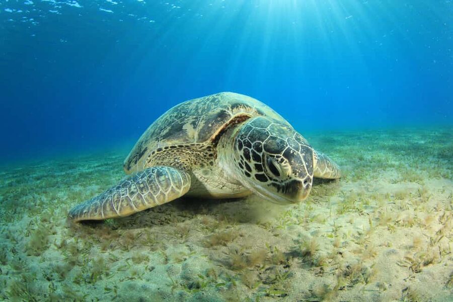 Marsa Alam: Snorkeling with Sea Turtles Marsa Mubarak - Who This Trip Suits Best, and Who Should Rethink It