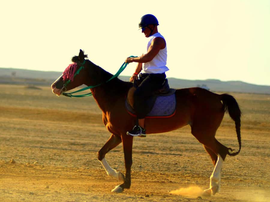 Marsa Alam: Sunrise Horseback with Breakfast - Why the Marsa Alam sunrise ride feels special