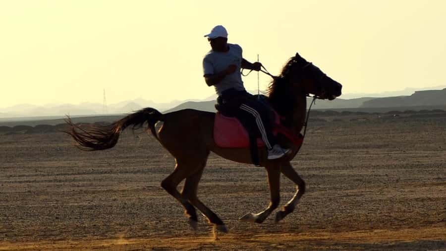 Marsa Alam: Sunrise Horseback with Breakfast - Price and value for a $26 sunrise experience