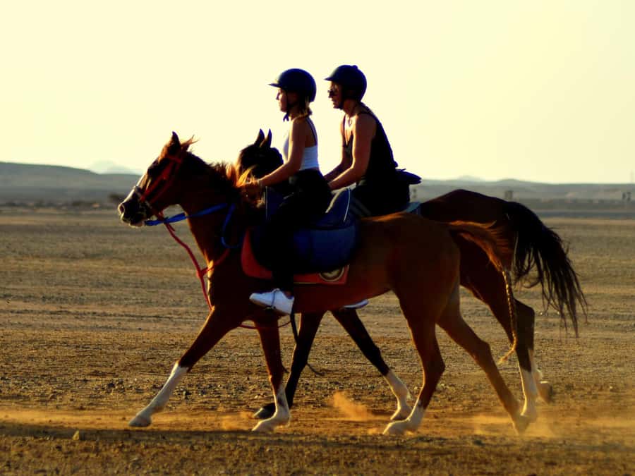 Marsa Alam: Sunset Horseback with Dinner, Show & Stargazing - Key moments that make this tour worth it