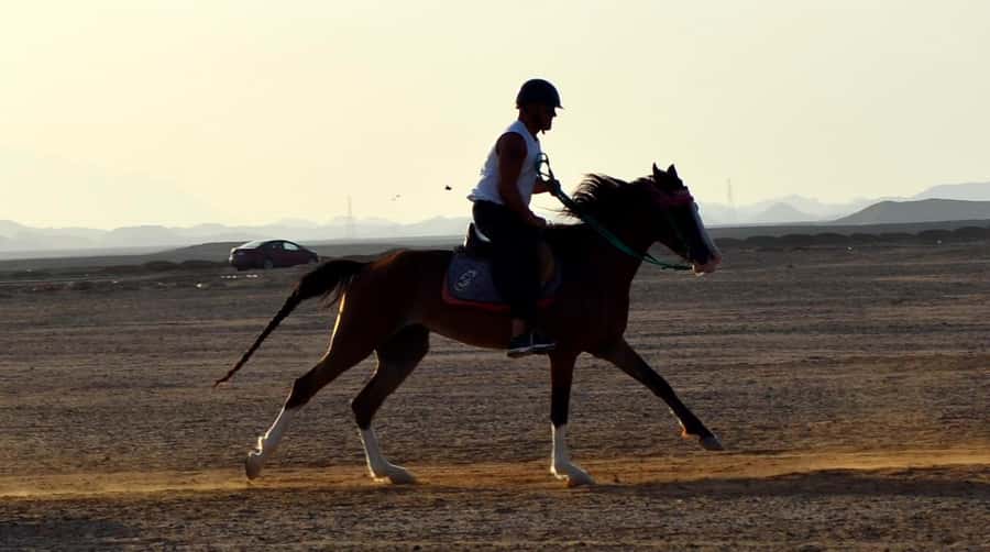 Marsa Alam: Sunset Horseback with Dinner, Show & Stargazing - Guided stargazing, why desert sky watching is different