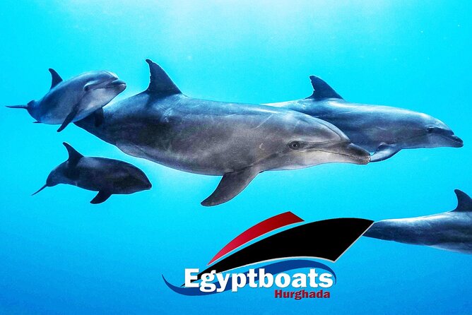 PRIVATE! | 4-hour Speed Boat Trip | Swim With Dolphins, Snorkeling & Island - Why This Private Speedboat Dolphin Trip Feels Special in Hurghada