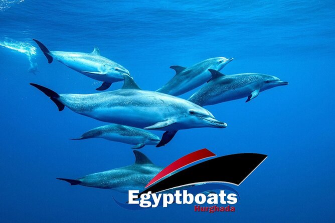 PRIVATE! | 4-hour Speed Boat Trip | Swim With Dolphins, Snorkeling & Island - Carless Reef and Omo Gamaar: Coral Reef Snorkel That Actually Matters