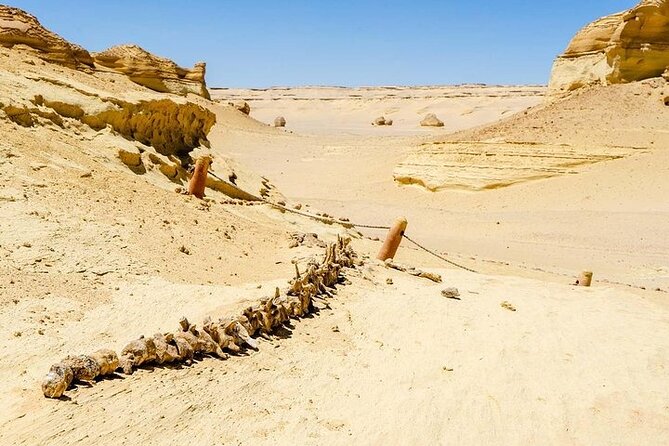 Private Day Tour To El Fayoum From Cairo - Why El Fayoum Feels Like a Different Country From Cairo