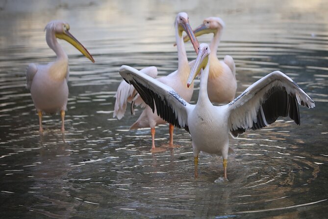 Private Half Day Tour To The Zoo In Giza - Key Highlights to Expect