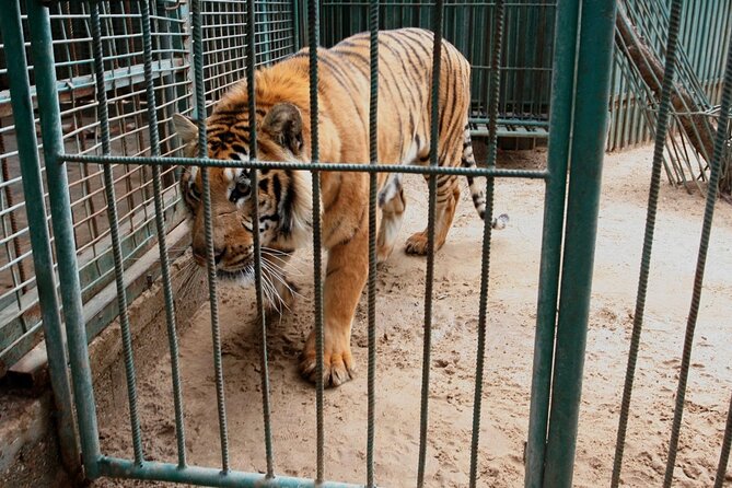Private Half Day Tour To The Zoo In Giza - Should You Book the Private Half Day Tour to The Zoo in Giza?