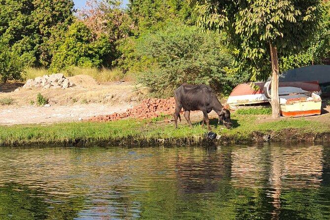 Private Trip to Nubian Village and Felucca Ride in Aswan - Omar-style local guiding in English: why it changes the day