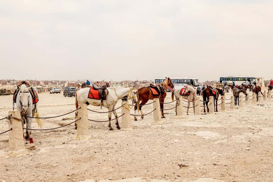Pyramids of Giza and Great Sphinx: Private Half-Day Tour - Timing, heat, and what to bring