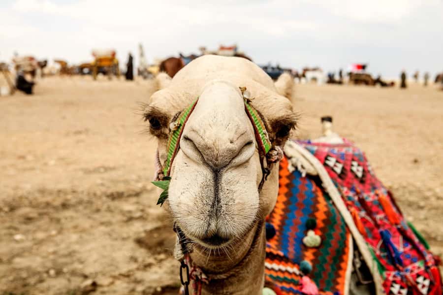 Pyramids of Giza and Great Sphinx: Private Half-Day Tour - Valley Temple walk: where the complex makes sense