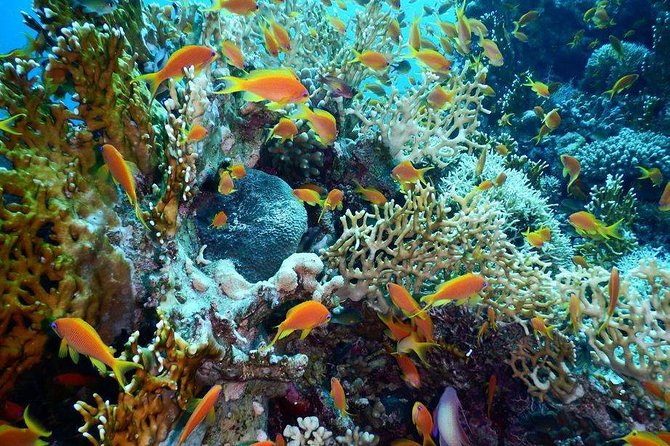 Red Sea Diving Trip from Hurghada: Beginner to Advanced Divers - Key highlights to know before you go