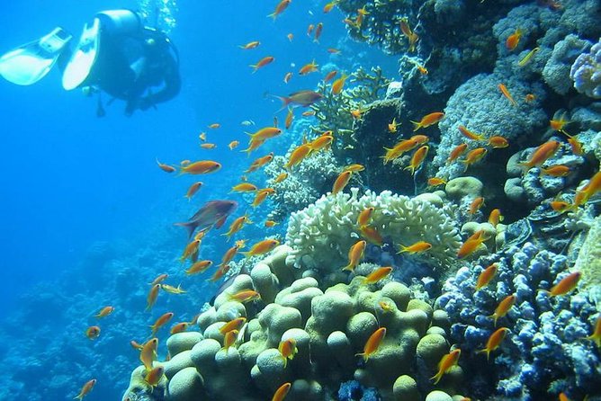 Red Sea Diving Trip from Hurghada: Beginner to Advanced Divers - Who should book this, and who should plan extra