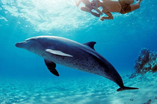 ROYAL Dolphin House & Water Sports Snorkeling Sea Trip - Hurghada - From 8:00 am pickup to the pier, this day moves