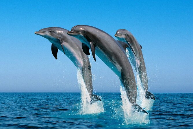 ROYAL Dolphin House & Water Sports Snorkeling Sea Trip - Hurghada - Who this cruise suits best (and who should pick something else)