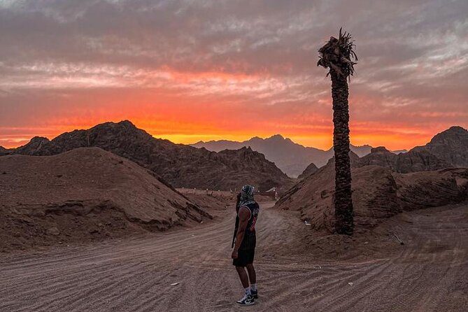 Safari 5 in 1 Quads, Camels, Show, Dinner & Star Gazing in Sharm El Sheikh - Dinner and Oriental show: BBQ you can trust, plus performance energy