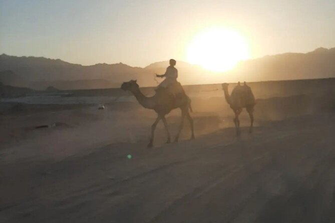 Safari 5 in 1 Quads Camels Star Gazing in Sharm El Sheikh - Group size, comfort, and what to expect from the pacing
