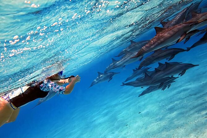Sataya Dolphin House Snorkel Trip - Marsa Alam - Key things to know before you go